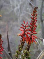 Aloe cryptoda flE2-t.JPG